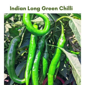 May include: Close-up of Indian Long Green Chili peppers. The image shows several vibrant green chilies, some curved and others straight, with a few leaves in the background. The text "Indian Long Green Chilli" is at the top.