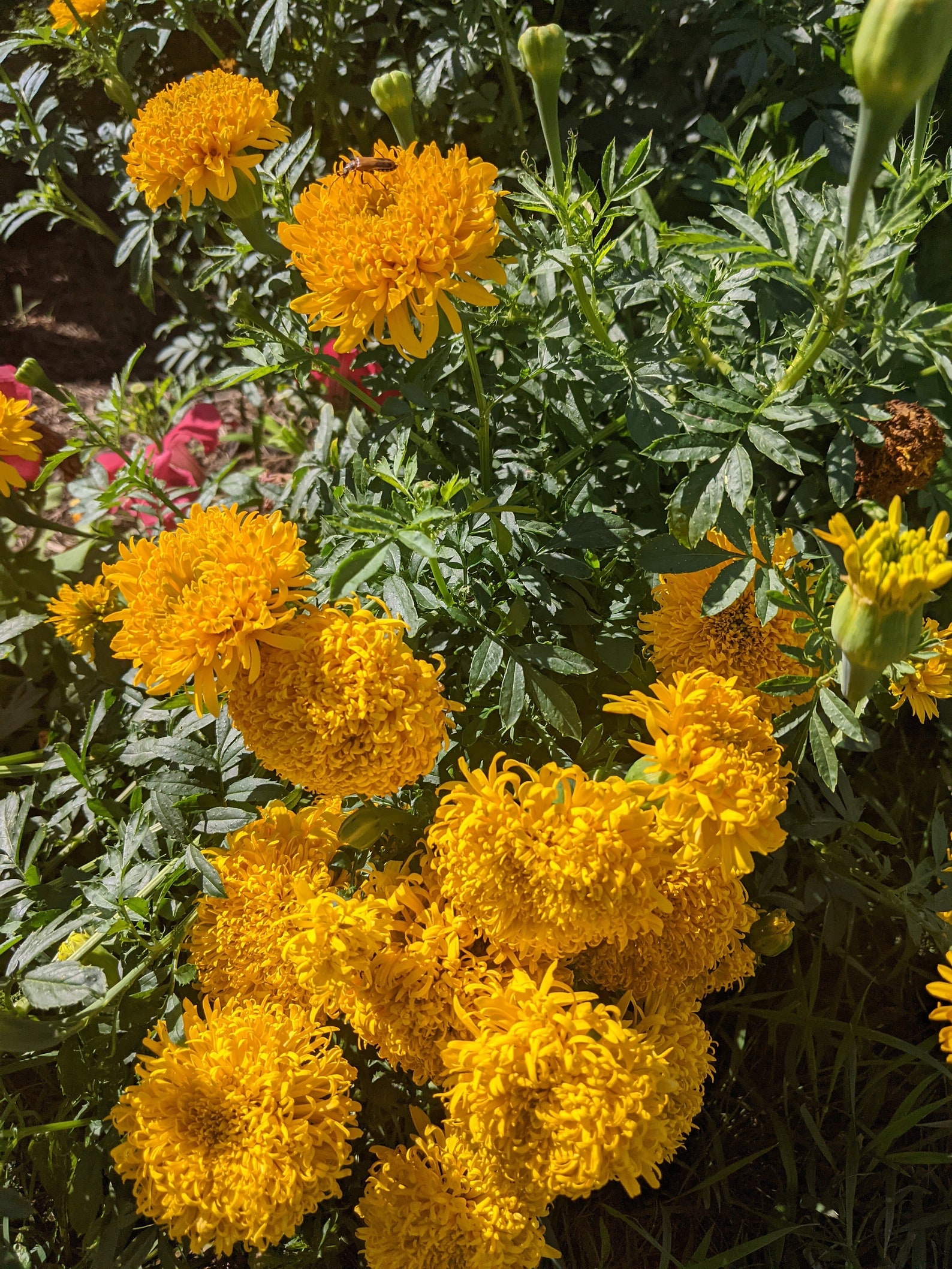 Mission Giant Marigold Seeds for Sale russian Marigold Etsy