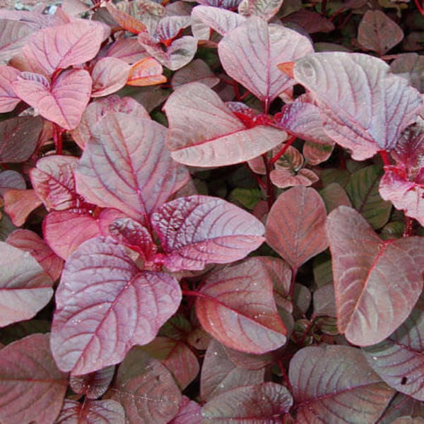 Red Spinach - Red Amaranth - 100 seeds (Free shipping) - Indian Spinach