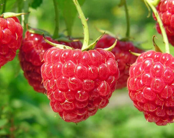 Two Year Raspberry Canes Raspberry Bushes Live Plant 5 Heritage Red Raspberry Plants - Large 2 ...