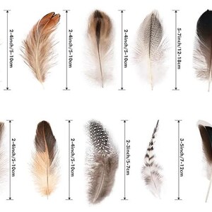 May include: Assortment of decorative feathers in various colors, including brown, tan, and black. Sizes range from 2 to 7 inches (5 to 18 cm) in length. Ideal for crafts, decor, or costume design.