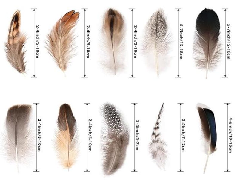 May include: Assortment of decorative feathers in various colors, including brown, tan, and black. Sizes range from 2 to 7 inches (5 to 18 cm) in length. Ideal for crafts, decor, or costume design.