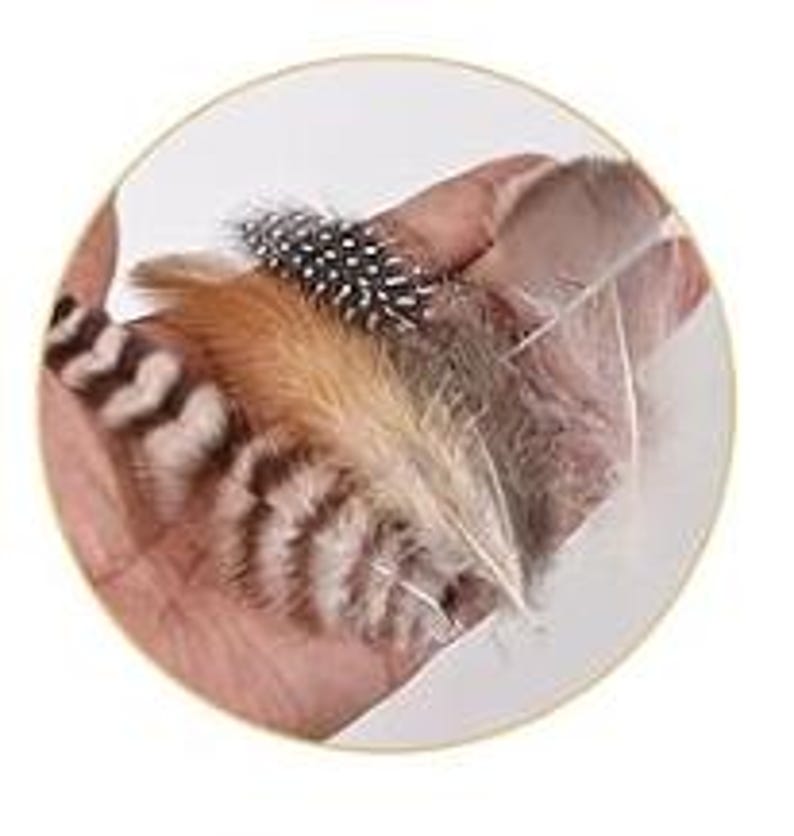 May include: A close-up of a hand holding a variety of feathers. The feathers are in shades of brown, white, and black, with patterns including stripes and spots. The feathers vary in size and texture, with some appearing soft and fluffy.