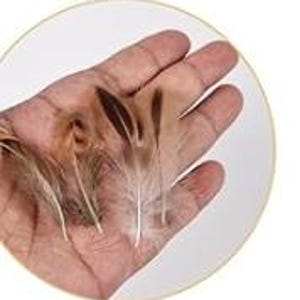 May include: A hand holding several small, brown and white feathers. The feathers vary in size and shape, with some having a darker brown center and lighter tips. The background is a white circle.