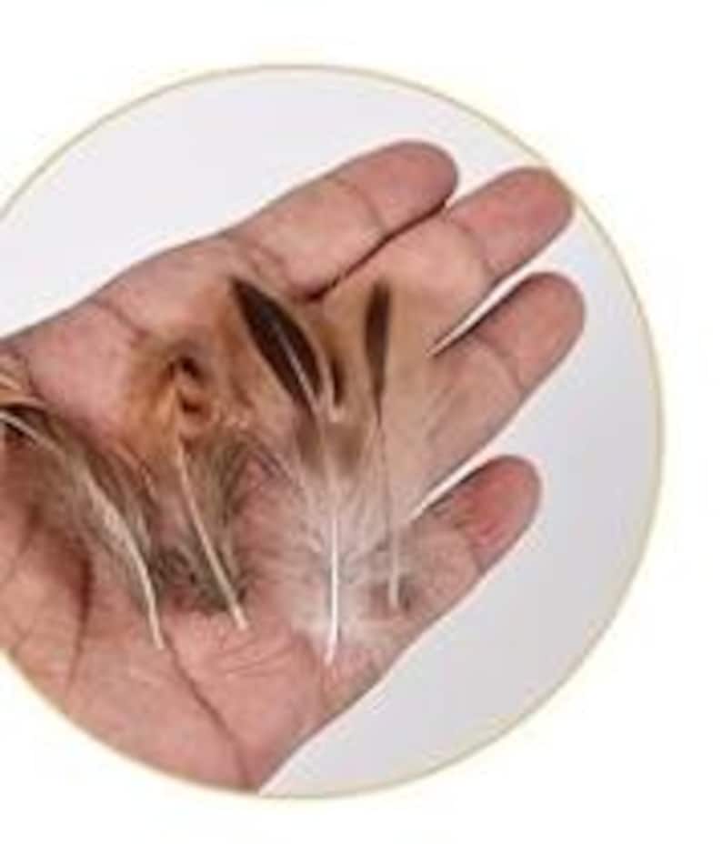 May include: A hand holding several small, brown and white feathers. The feathers vary in size and shape, with some having a darker brown center and lighter tips. The background is a white circle.