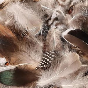 May include: A close-up of a collection of feathers in various shades of brown, gray, and white. Some feathers have speckled patterns, while others are solid. The feathers are soft and fluffy, with a natural texture.