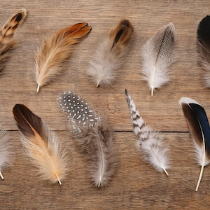 May include: An assortment of ten decorative feathers in various colors and patterns, including brown, tan, gray, and white. The feathers are arranged on a textured, light brown wooden surface, showcasing their natural textures and details.