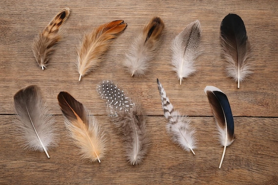 Small feathers for arts and crafts variety of 10 different natural feathers 2-6 inch