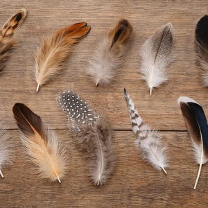 May include: An assortment of ten decorative feathers in various colors and patterns, including brown, tan, gray, and white. The feathers are arranged on a textured, light brown wooden surface, showcasing their natural textures and details.