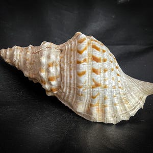 Jahrgang 10,3 in Triton's Trompete, authentische natürliche Muschel, Mollusken Shell Charonia Tritonis. Ocean Beach Natürliche Triton Schnecke, seltene Farbe!