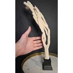 Op de afbeelding: Een groot, wit, vertakt koraalspecimen op een zwarte basis. Het koraal is ongeveer 30 cm hoog en heeft een unieke, organische vorm.