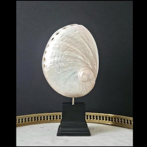 Puede incluir: Concha de abulón nacarada e iridiscente, exhibida sobre un soporte negro. La concha tiene una superficie lisa y pulida con patrones naturales y un detalle en espiral. El soporte es rectangular y se encuentra sobre una bandeja decorativa.