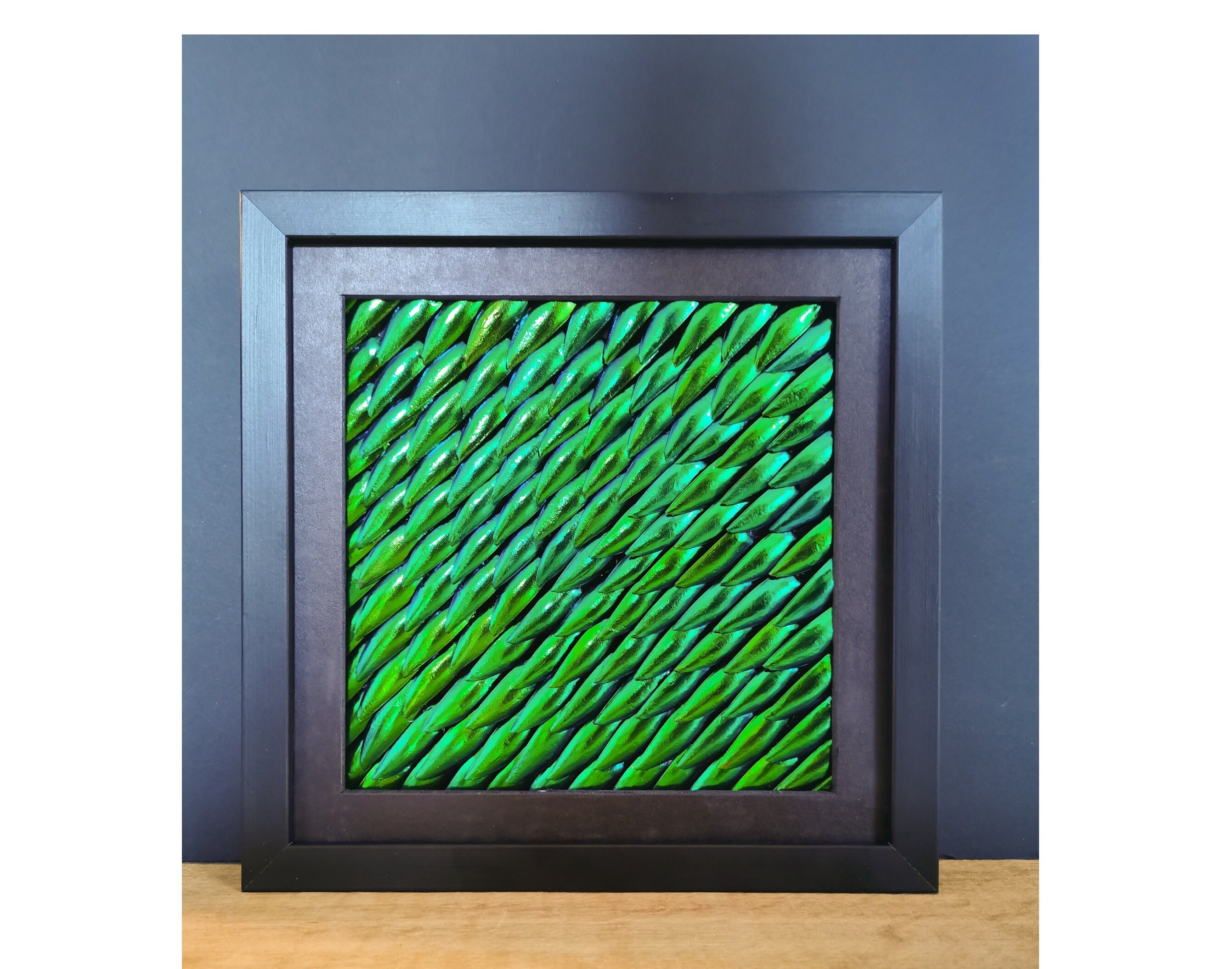 136 Carapaces de Scarabées Encadré. 22 cm X L Entomologie. Déco. Coléoptère. Cabinet Curiosité Place