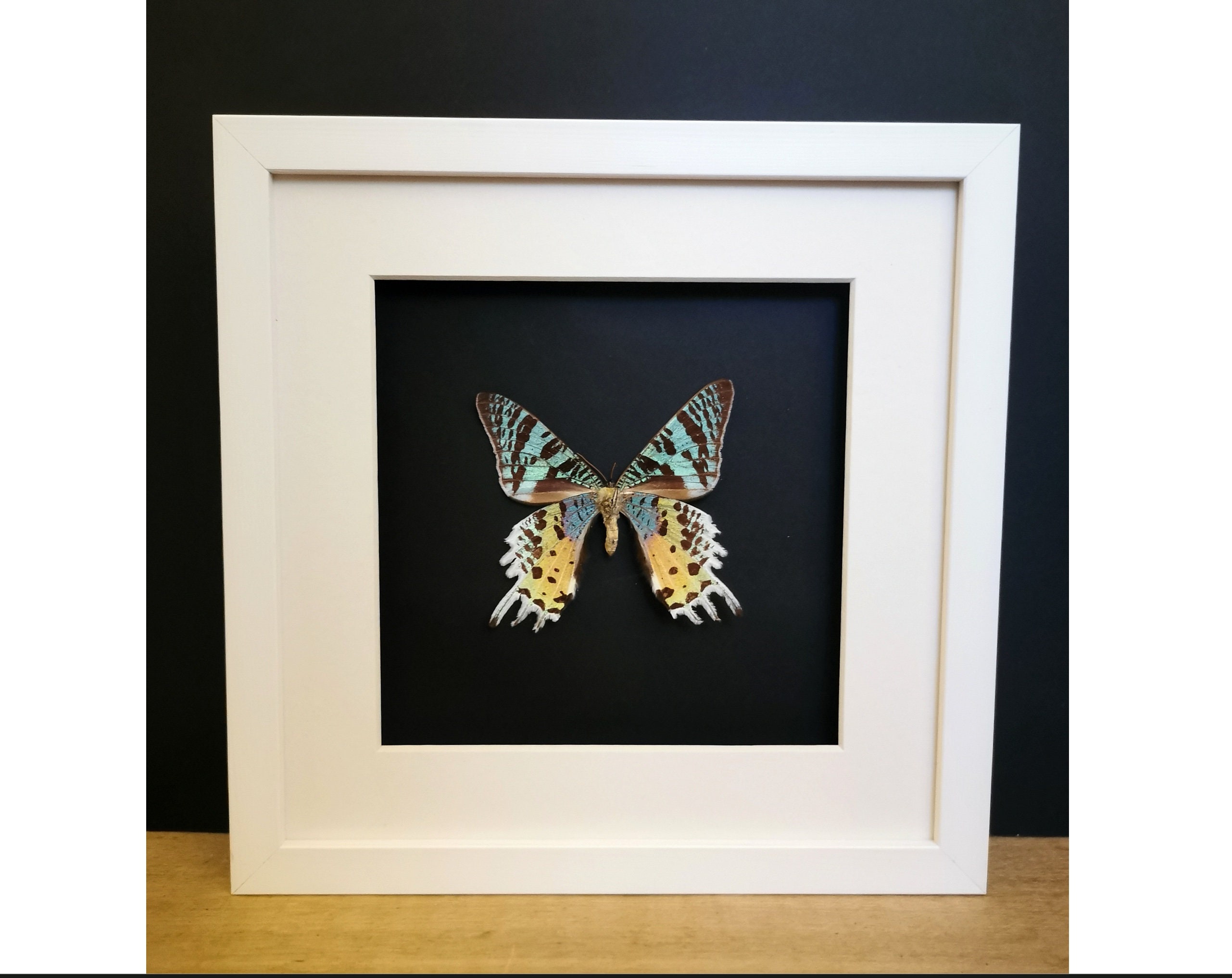 Papillon de Madagascar Xl | 7, 5 cm d'envergure Sous Cadre Vitré 22 X L Entomologie . Taxidermie Pla