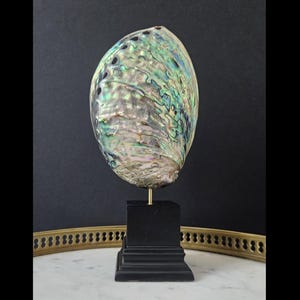 Puede incluir: Concha de abulón iridiscente montada sobre un pedestal negro. La concha muestra tonos verdes, azules y plateados. El pedestal cuadrado está sostenido por un tallo dorado y se apoya sobre una superficie blanca.