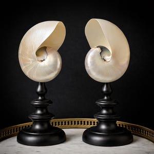 Nautilus / Nautilus perlado, base de madera torneada negra, altura: 23 y 24 cm | Gabinete de curiosidades Nautilus | PlaceOddity
