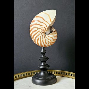 Puede incluir: Una concha de nautilus con rayas marrones y crema se exhibe sobre un soporte negro y ornamentado. La concha es el punto focal, mostrando su patrón espiral natural. El soporte tiene un diseño clásico escalonado.
