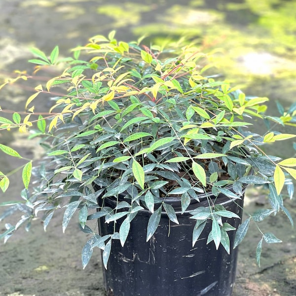 Nandina Pygmaea