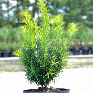 Japanese Yew, Pringles Yew, Podocarpus