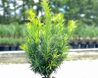 Japanese Yew, Pringles Yew, Podocarpus