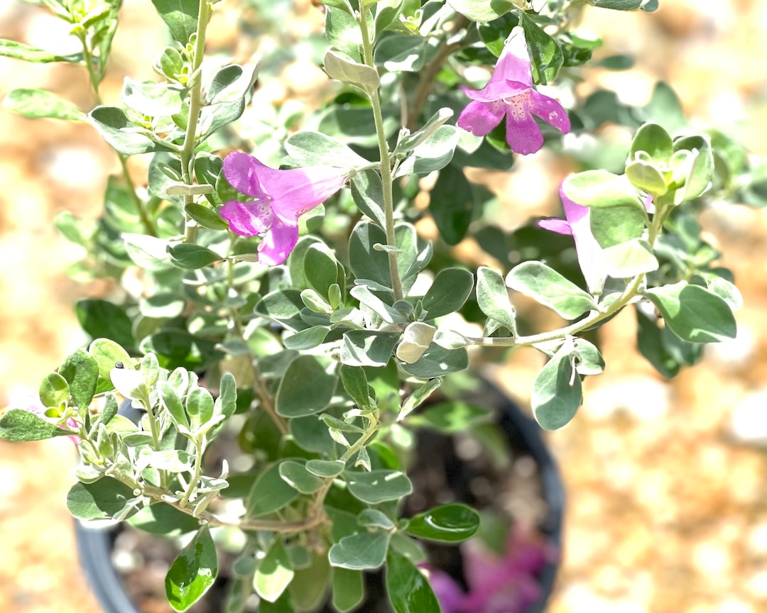 Texas Sage, Texas Sage Plant, Texas Sage Shrubs Etsy