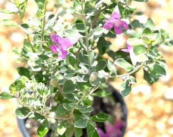 Texas Sage, Texas Sage Plant, Texas Sage Shrubs