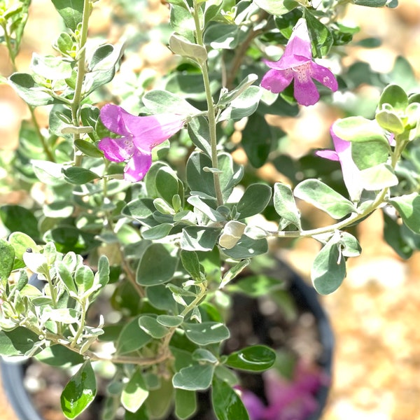 Texas Sage, Texas Sage Plant, Texas Sage Shrubs