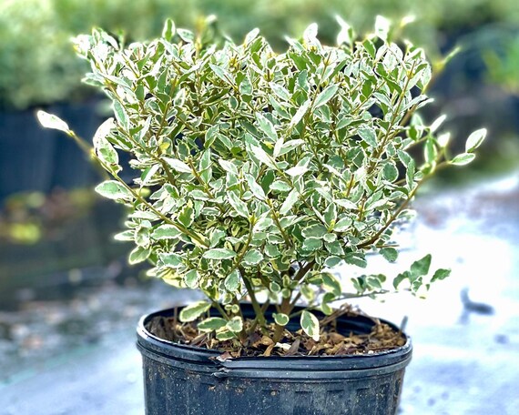 Variegated Ligustrum Tree Variegated Ligustrum Tree