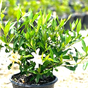 Frost Proof Gardenia, Live Gardenia Plant, Gardenia, Fragrant Plants, White Flowers, Gardenia Live Plant, Container Plants, Live Shrubs