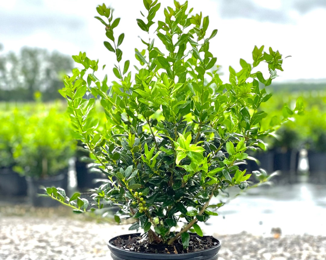 Boj - Buxus sempervirens - ¡Planterista!, image size:1080x864