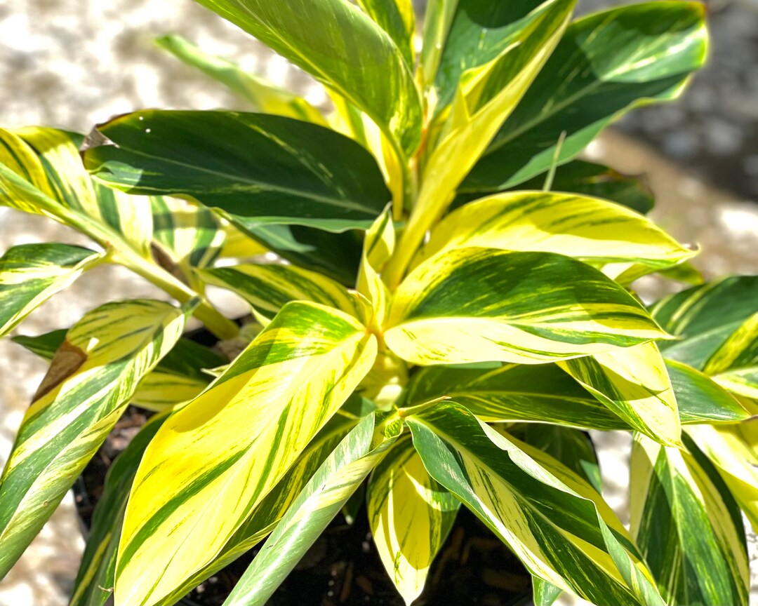 Variegated Ginger, Alpinia Zerumbet, Variegated Shell Ginger