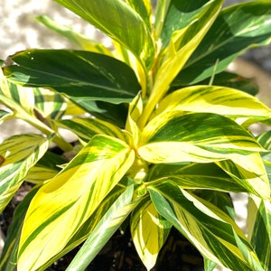 Variegated Ginger, Alpinia Zerumbet, Variegated Shell Ginger, Variegated Ginger Plant for Sale
