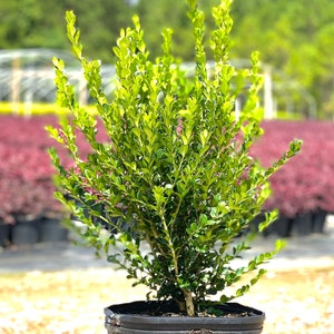 Wintergreen Boxwood, Wintergreen Box Wood, Wintergreen Boxwood Shrubs