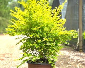 Sunshine Ligustrum, Full Sun Plants, Evergreen Shrubs, Outdoor Plants, Yellow Plants, South Living Plants, Yellow Bushes, Yellow Shrubs