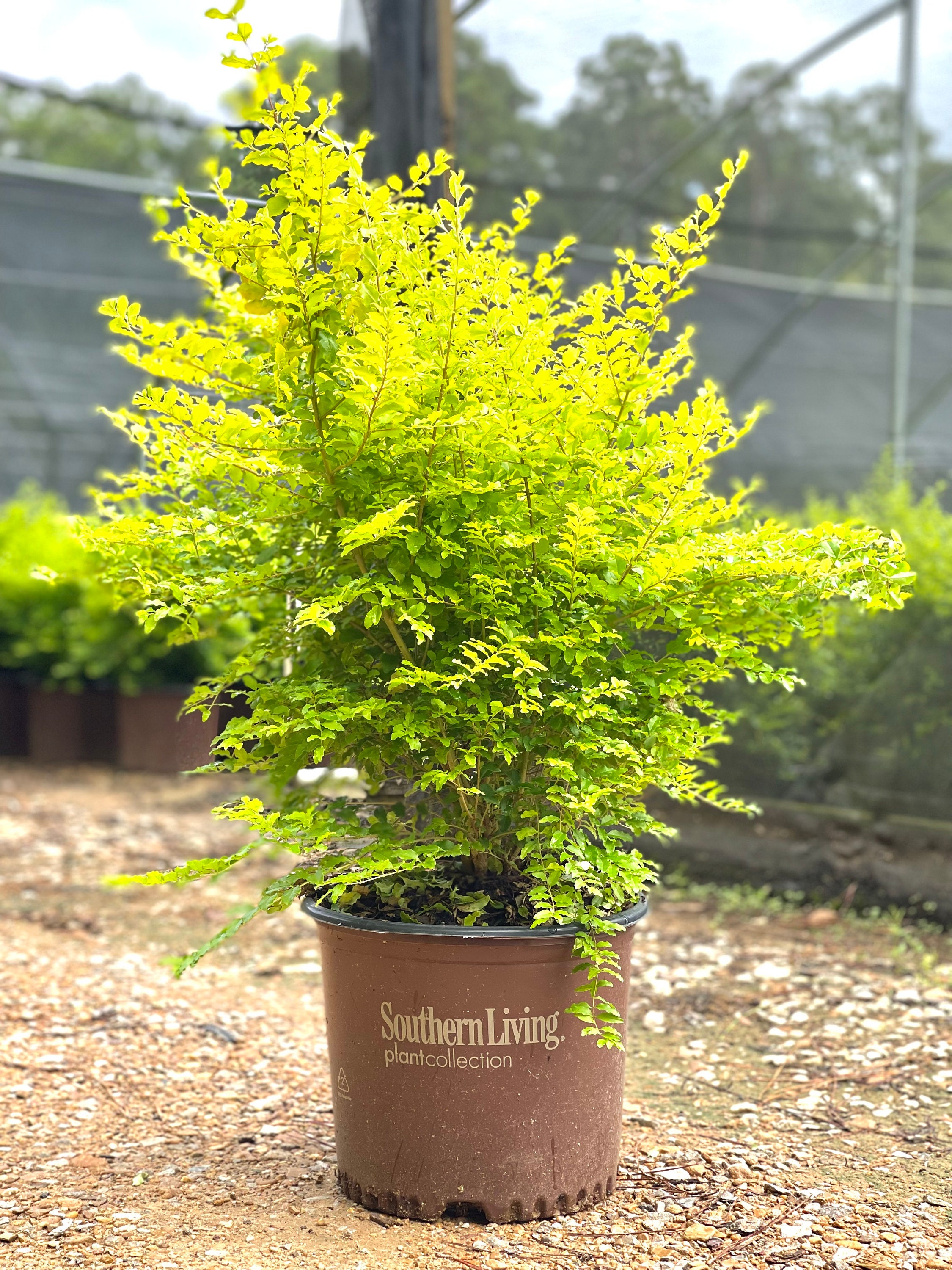 Sunshine Ligustrum, Full Sun Plants, Evergreen Shrubs, Outdoor