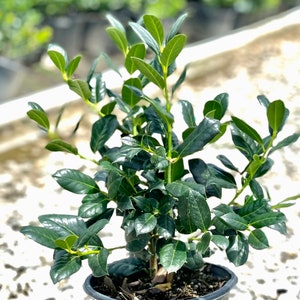 Nellie R Stevens Holly, Nellie Stevens Holly, Nellie Stevens, Nellie Holly Bushes, Holly Shrubs
