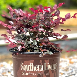 Purple Diamond Loropetalum, Evergreen Shrubs, Purple Shrub, Live Shrubs, Purple Flowers, Shrubs Bushes, Shrubs for Sale, Shrubs Plants