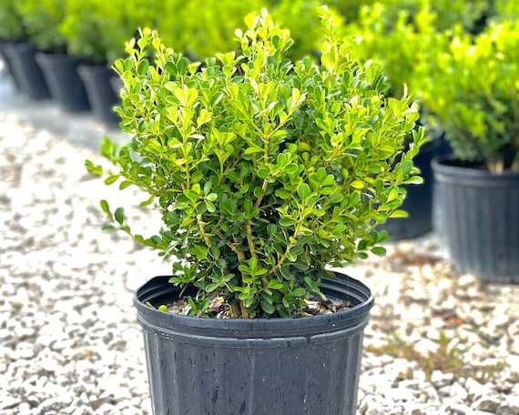 Japanese Boxwood Wintergreen Boxwood Boxwood Hedge Live