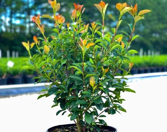 Red Tip Photinia Frazeri, Evergreen Shrubs, Shrubs Plants, Shrubs Bushes, Live Plants Outdoor, Full Sun Plants