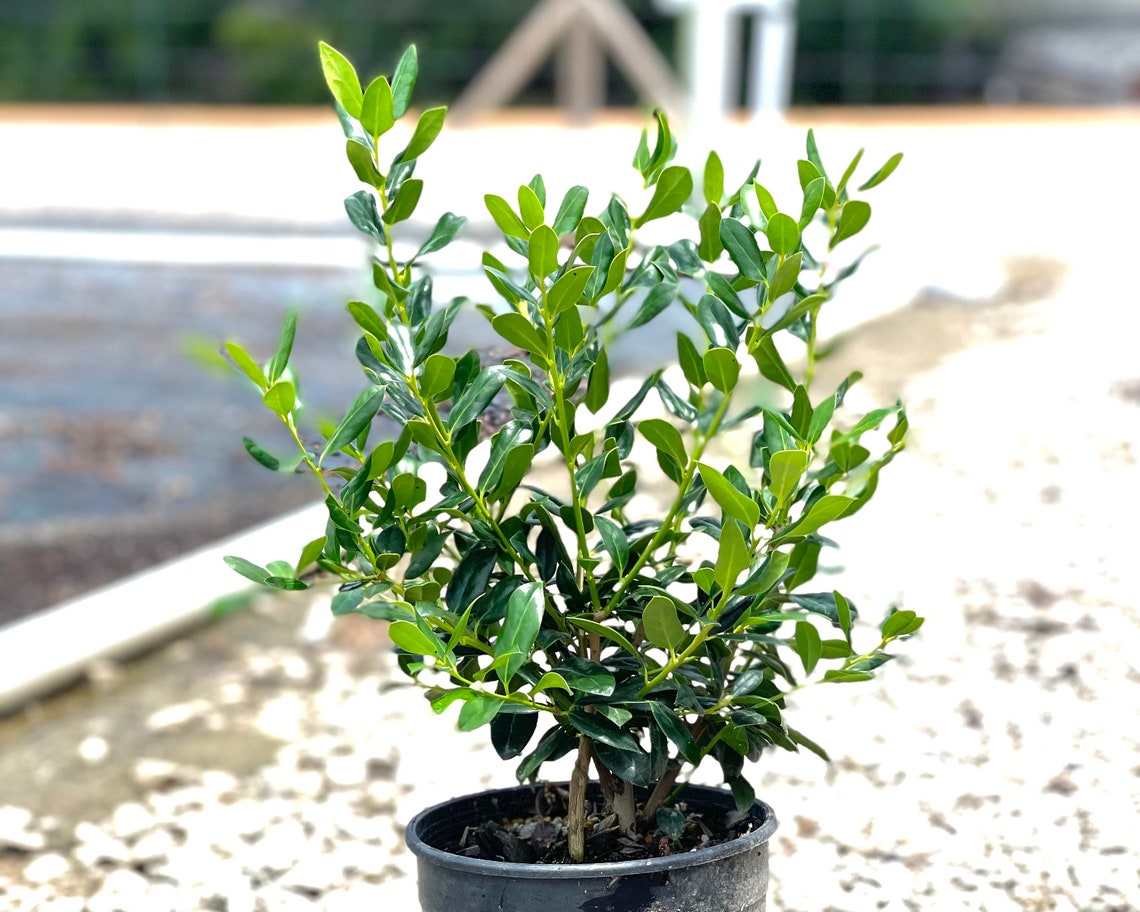 Needlepoint Holly Evergreen Shrubs Needle Point Holly Etsy