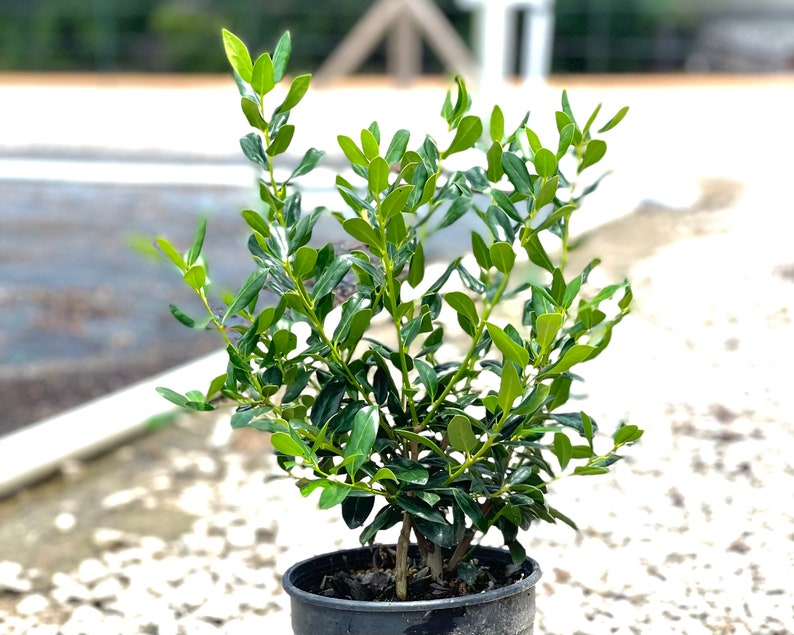 Needlepoint Holly Evergreen Shrubs Needle Point Holly Etsy