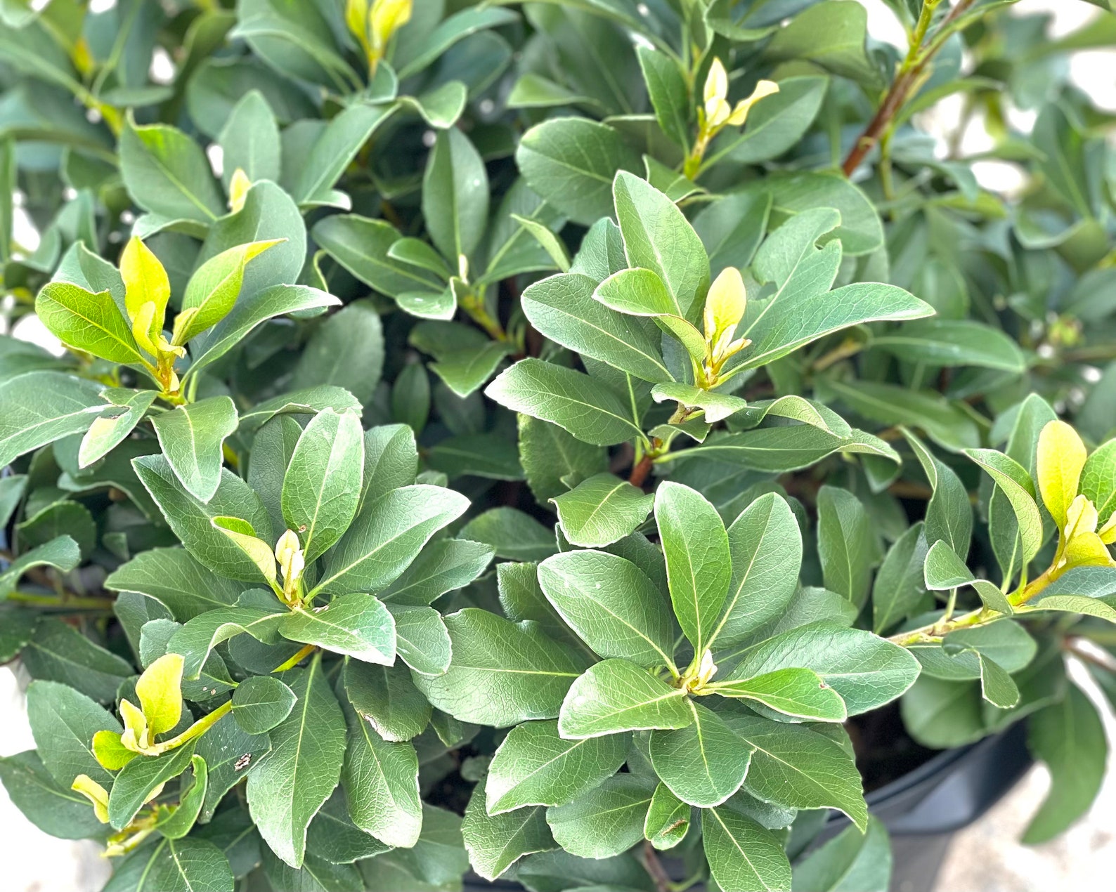 Clara Indian Hawthorn Rhaphiolepis Indica Indian Hawthorn Etsy