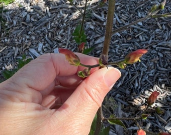 Scrophularia californica seed x30