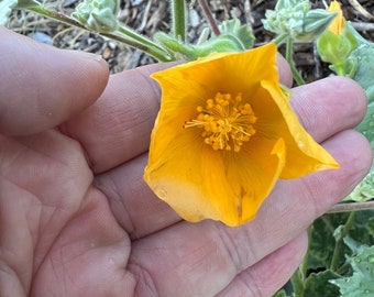 Abutilon palmeri seed x30