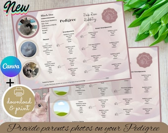 Digital 3 Photo Pedigree,  Canva , Editable Pedigree, Rabbit Pedigree, Pink Rose, Breeding Pedigree, Rabbitry Tools, Pedigree Template,