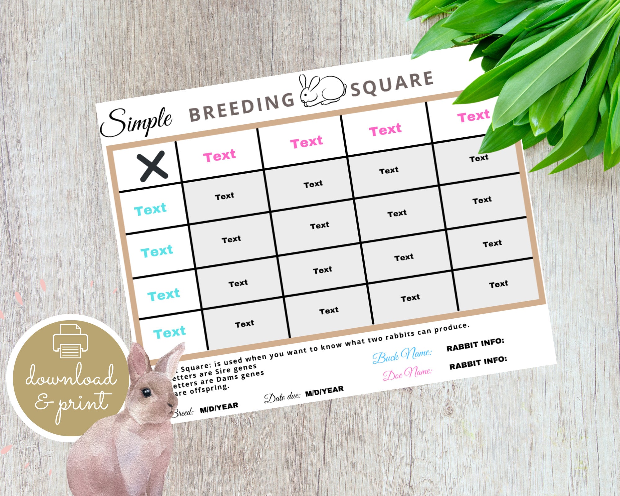 punnett square template