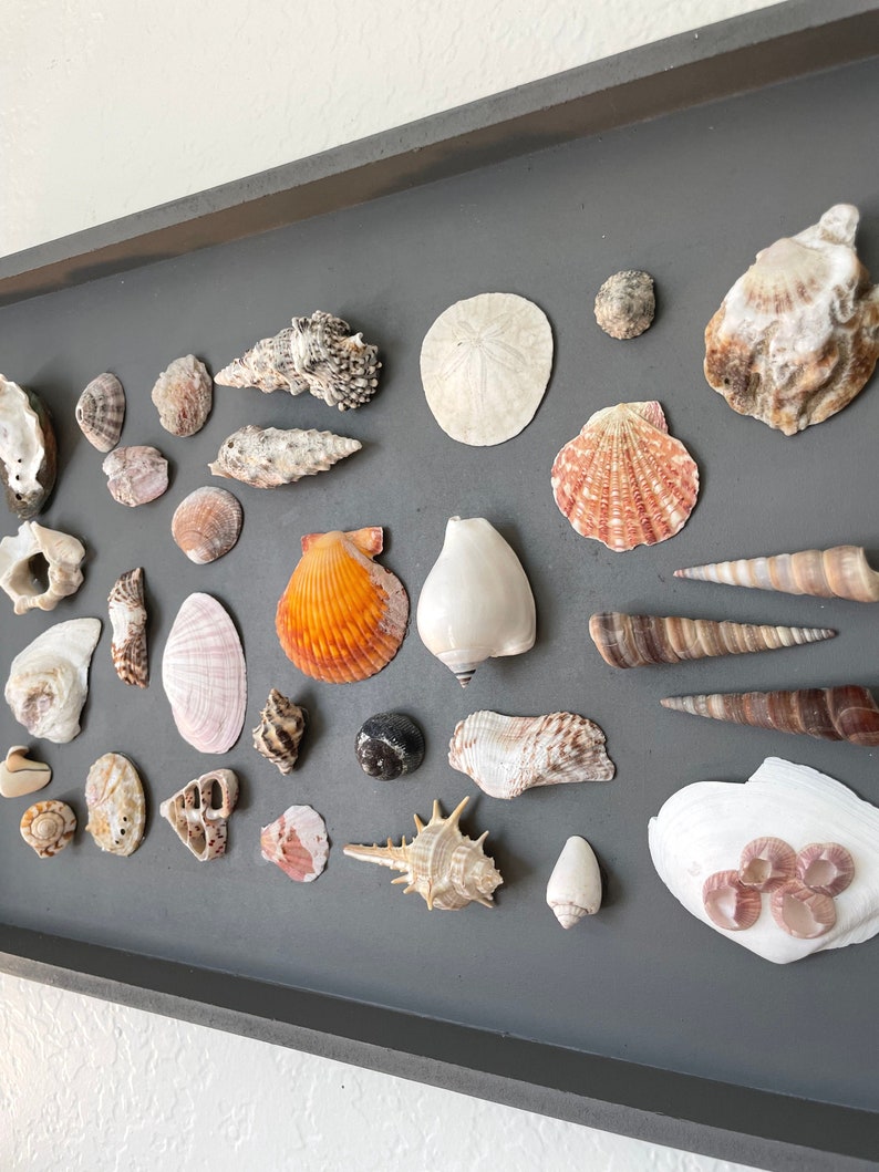 Framed Shell Wall Art Beach and Coastal Decor Nature Wall Art Seashell Wall Décor Shell Art