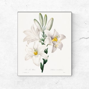 Madonna Lily Botanical Print: Vintage Flower Illustration (Digital Download)