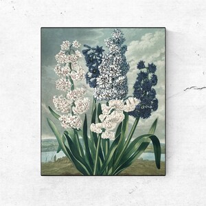 Hyazinthe Vintage Blumen Kunstdruck, Viktorianische Botanische Poster Wandkunst, Vintage Antik Blumen Kunst Dekor Garten Druck DIGITAL DOWNLOAD
