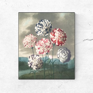 Carnation Art Antique Flower Art Print, Vintage Botanical Art Prints Garden Wall Art Home Decor, Old Prints Victorian Art DIGITAL DOWNLOAD